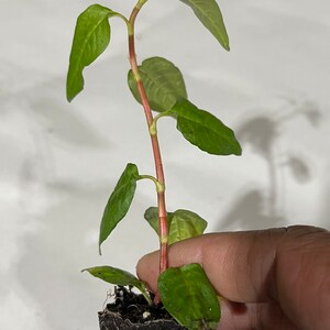 Puede incluir: Una peque&ntilde;a planta verde con tallos rojos que crece en una maceta negra. La planta tiene varias hojas y est&aacute; siendo sostenida por una mano.