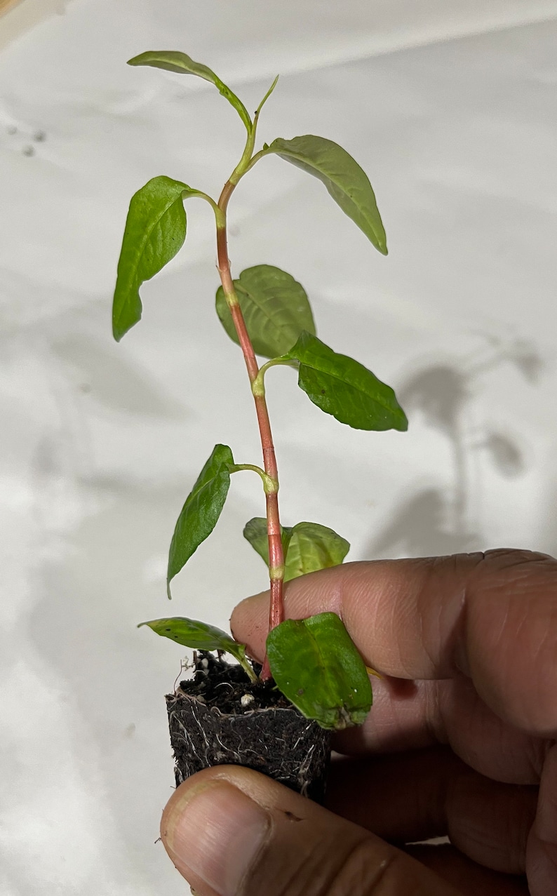 Puede incluir: Una peque&ntilde;a planta verde con tallos rojos que crece en una maceta negra. La planta tiene varias hojas y est&aacute; siendo sostenida por una mano.