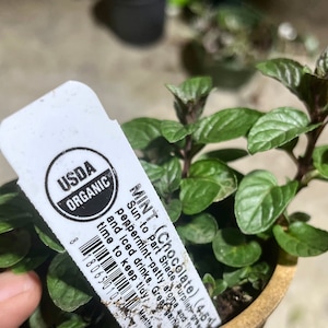 May include: A close-up of a potted plant with a white label. The label says "USDA Organic" and "MINT (Chocolate) (4.5"  Sun to Part Shade  Purplish green peppermint-patty aroma and Iced drinks. Great garnish time to keep tlay"