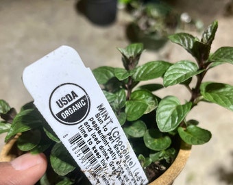 2x Mint Chocolate Peppermint Live Plant,  Organic, Free ship W/O pot