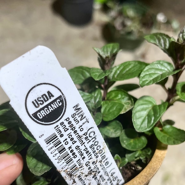 2x Mint Chocolate Peppermint Live Plant,  Organic, Free ship W/O pot
