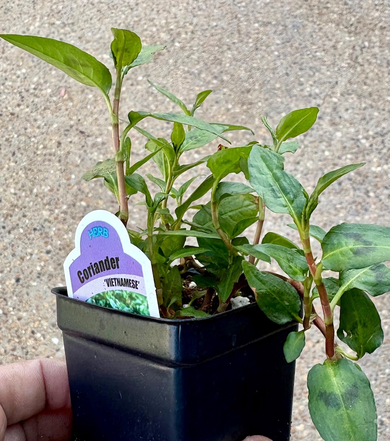 Puede incluir: Una peque&ntilde;a maceta negra con una planta de cilantro verde, etiquetada como 'Herb Coriander 'Vietnamese'.