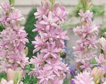 Tuberose bulbs, Pink Sapphire Double Petal, Rajanigandha, Sampangi, Nelasampenga, Sungandharāja,  Very Fragrant flowers