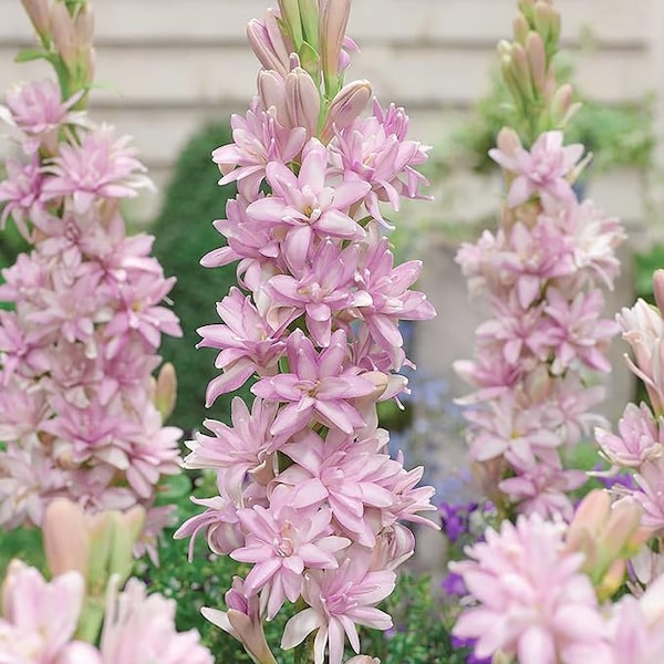 Tuberose bulbs, Pink Sapphire Double Petal, Rajanigandha, Sampangi, Nelasampenga, Sungandharāja,  Very Fragrant flowers