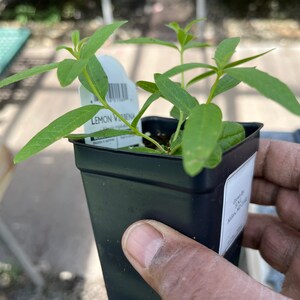 Planta de verbena de limón, Aloysia Triphylla, orgánica certificada por el USDA, planta medicinal, envío gratis sin maceta. imagen 4