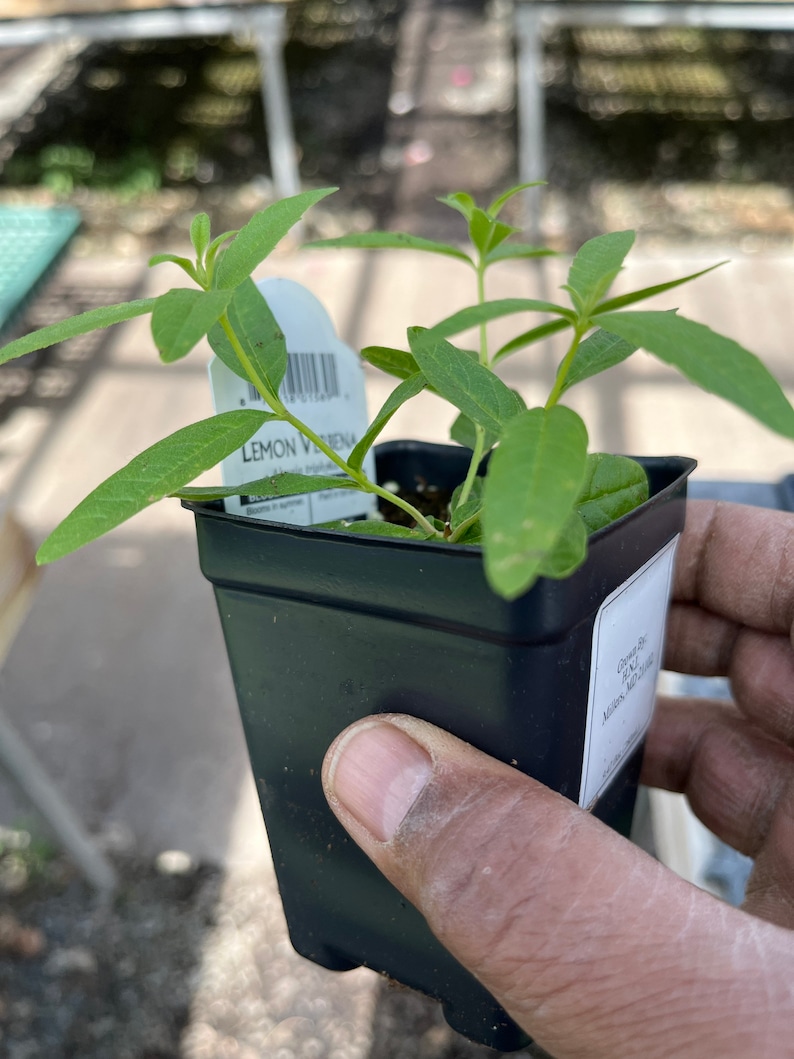 Planta de verbena de limón, Aloysia Triphylla, orgánica certificada por el USDA, planta medicinal, envío gratis sin maceta. imagen 4