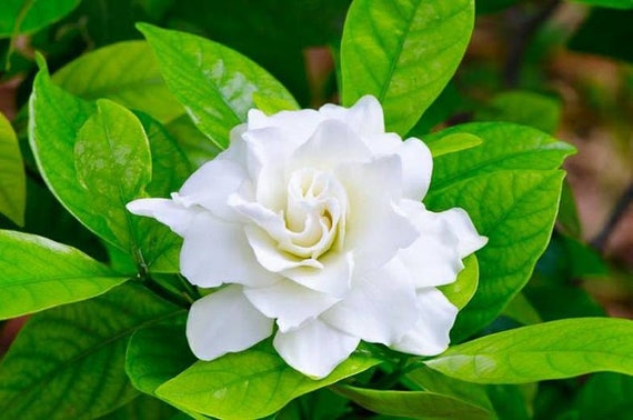 Live Gardenia Plant With Buds/ Blooms Fragrant Flowers