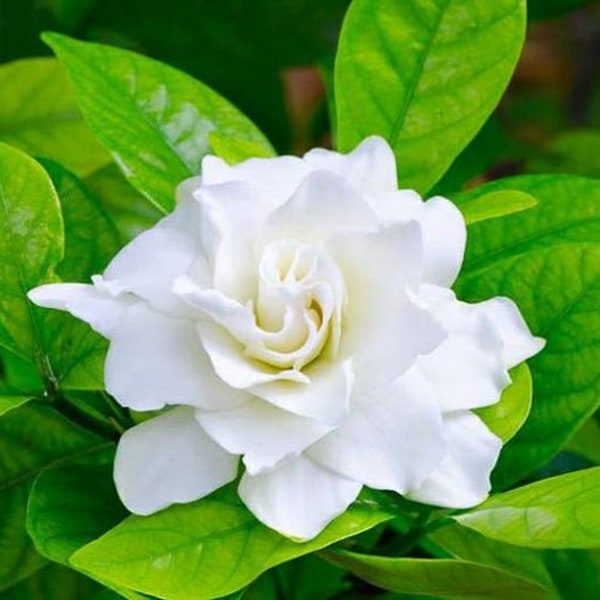 Gardenia Plant 'Frostproof', Cape Jasmine, some with buds/blooms, Fragrant flowers