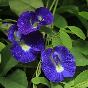 May include: Three vibrant deep blue butterfly pea flowers with ruffled petals and a central white and yellow throat. The petals are covered in small, clear water droplets, and the flowers are surrounded by lush, green, oval-shaped leaves.