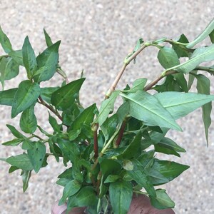 Puede incluir: Un manojo de cilantro vietnamita fresco, tambi&eacute;n conocido como rau ram, con tallos y hojas, sostenido en una mano.