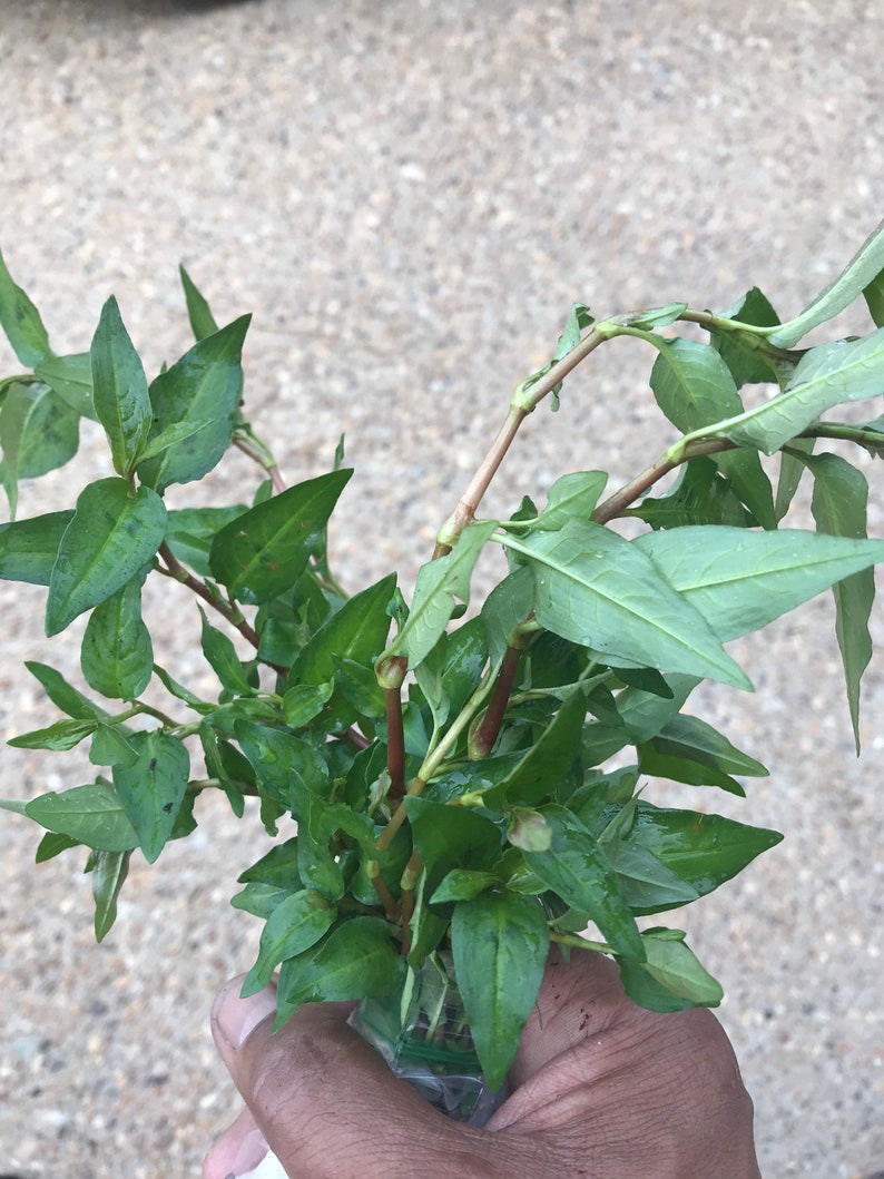 Puede incluir: Un manojo de cilantro vietnamita fresco, tambi&eacute;n conocido como rau ram, con tallos y hojas, sostenido en una mano.