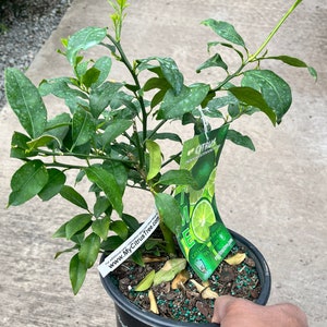 以下が含まれることがあります： 黒い鉢植えの緑色のライムの木。白いラベルには「www.MyCitrusTree.com」と書いてあります。ラベルには「鉢植えのままにしておいても大丈夫ですか？ はい、大丈夫です。」と「MyCitrusTree.com」と書いてあります。