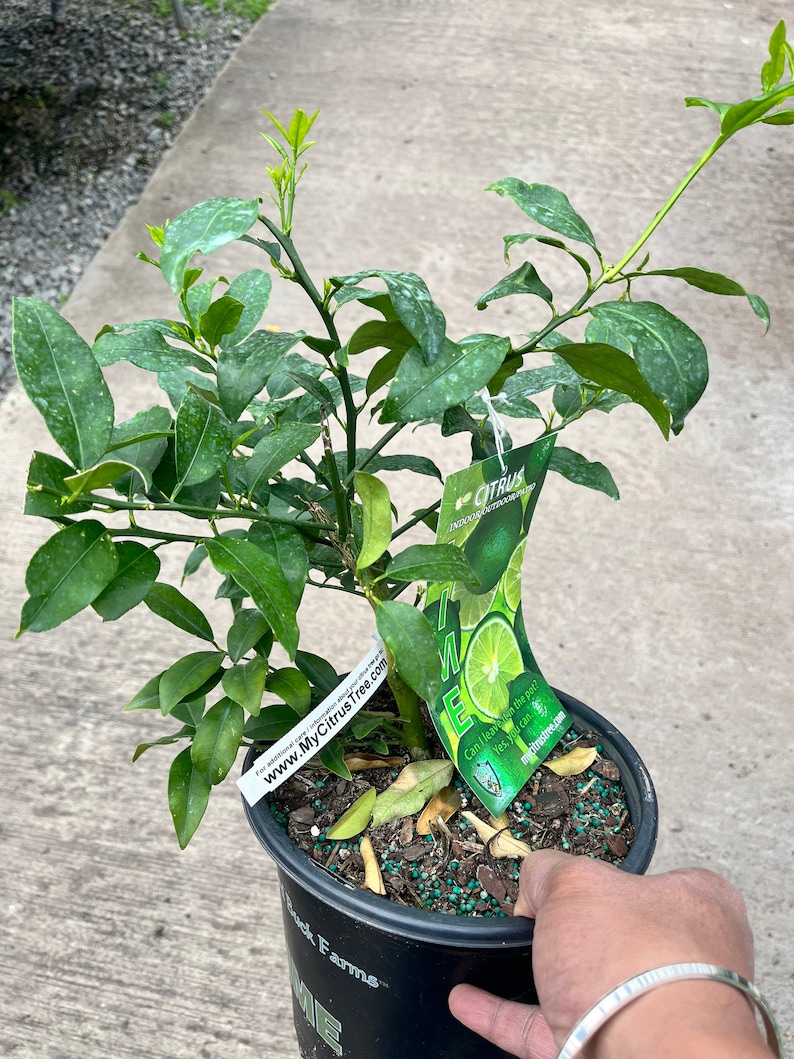 以下が含まれることがあります： 黒い鉢植えの緑色のライムの木。白いラベルには「www.MyCitrusTree.com」と書いてあります。ラベルには「鉢植えのままにしておいても大丈夫ですか？ はい、大丈夫です。」と「MyCitrusTree.com」と書いてあります。