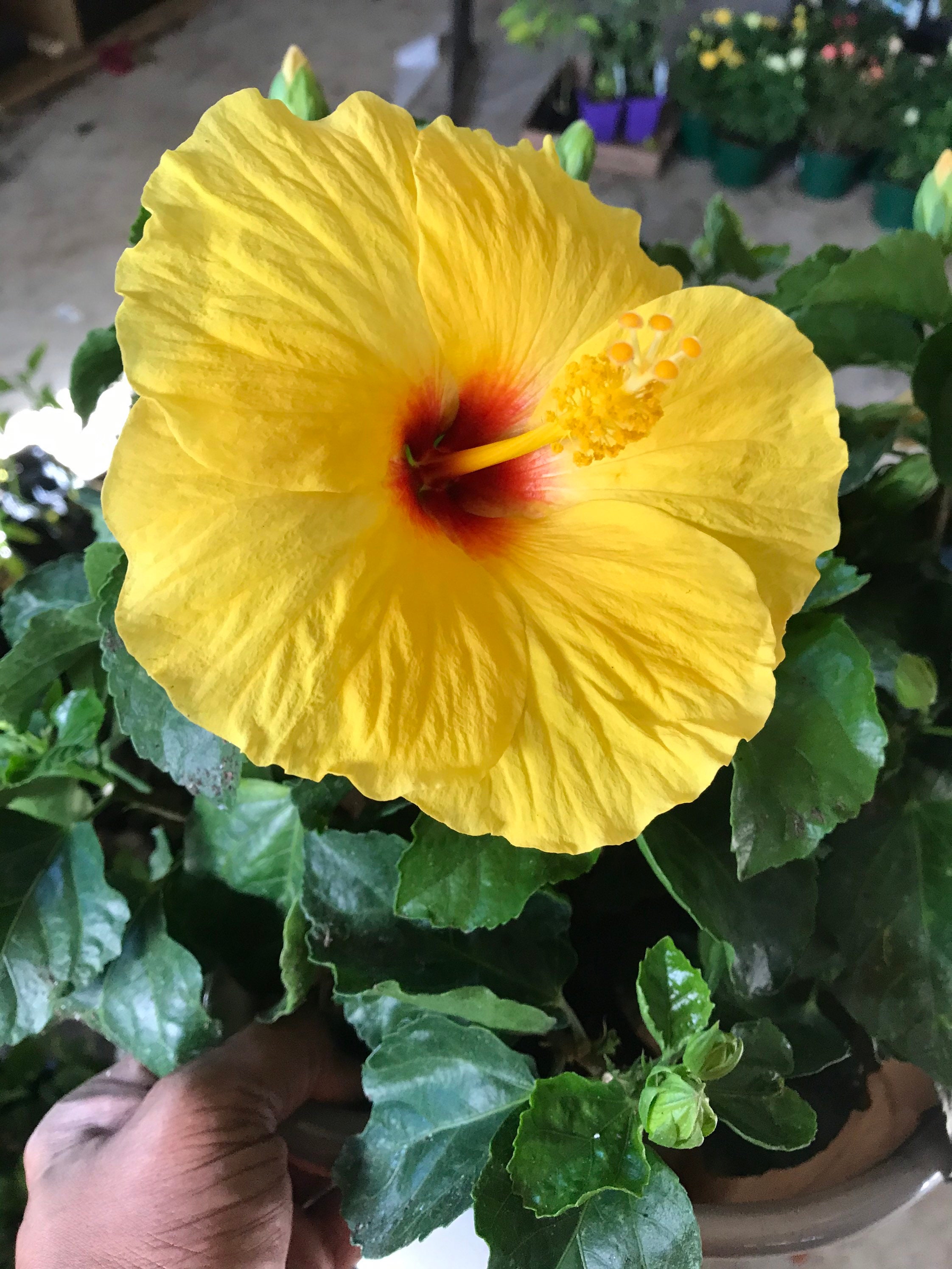 Live Hibiscus Tree, assorted colors, ~ 1 ft. Mature plant, Free ship …