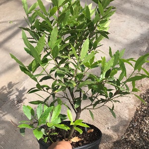 Op de afbeelding: Een pot met laurier met heldergroene bladeren. De plant staat in een zwarte plastic pot, vastgehouden door een hand. De bladeren zijn lang en ovaal van vorm, met een glanzende textuur. De plant ziet er gezond en goed onderhouden uit.