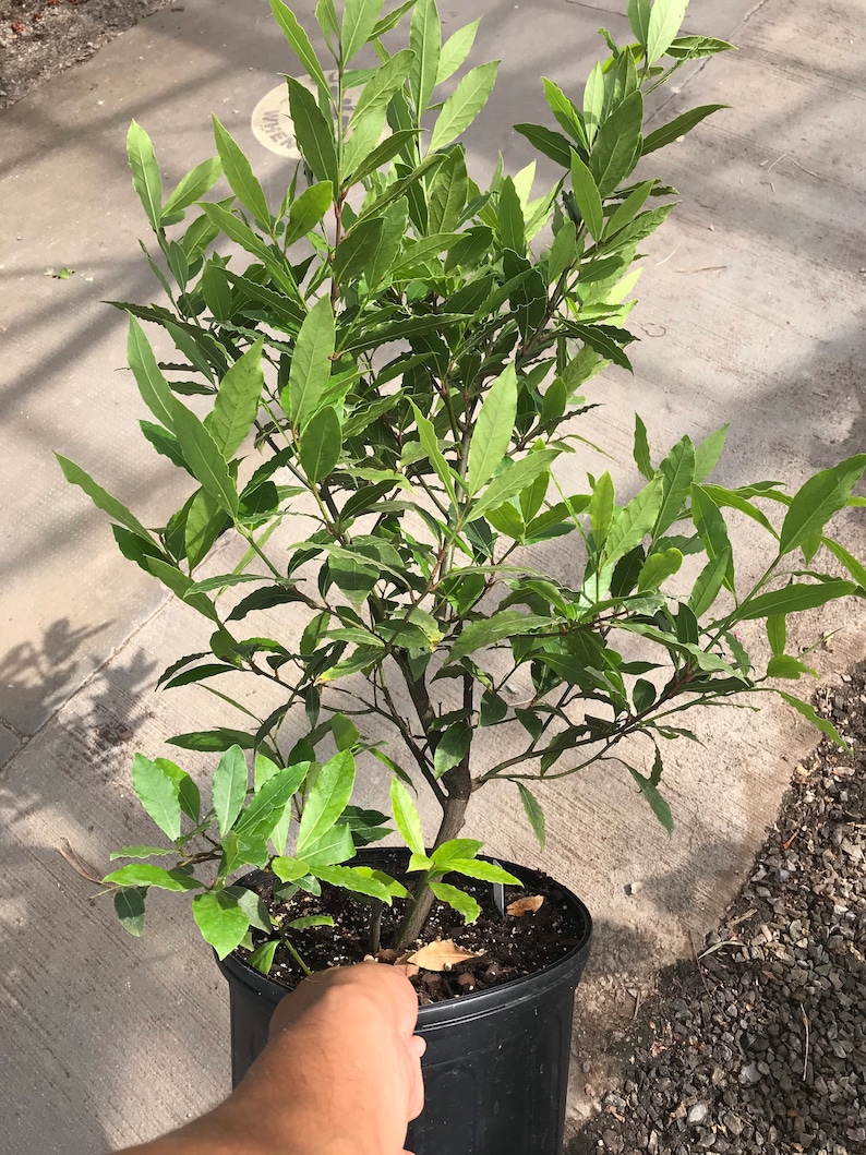 Op de afbeelding: Een pot met laurier met heldergroene bladeren. De plant staat in een zwarte plastic pot, vastgehouden door een hand. De bladeren zijn lang en ovaal van vorm, met een glanzende textuur. De plant ziet er gezond en goed onderhouden uit.