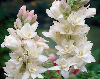 Tuberose bulbs, Double Bloom, Polianthes tuberosa, Rajanigandha, Sampangi, Fragrant flowers