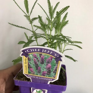 French Lavender Live Plant, Free ship W/O pot, Lavandula Multifida, Great Gift Idea For Chefs 1x  5-8" Plant