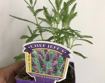 French Lavender Live Plant, Free ship W/O pot, Lavandula Multifida,