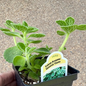 Cuban Oregano plant, Leaf Thyme / Mexican Mint / Indian Borage, Organic