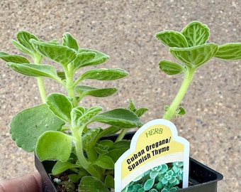 Planta de orégano cubano, tomillo de hoja / menta mexicana / borraja india, orgánica
