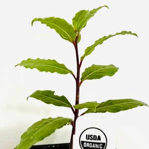 Op de afbeelding: Een jonge laurierplant met heldergroene bladeren en een donkerrode stengel. De plant is gelabeld met "USDA ORGANIC" en staat in een zwarte pot. De bladeren hebben een licht golvende rand.