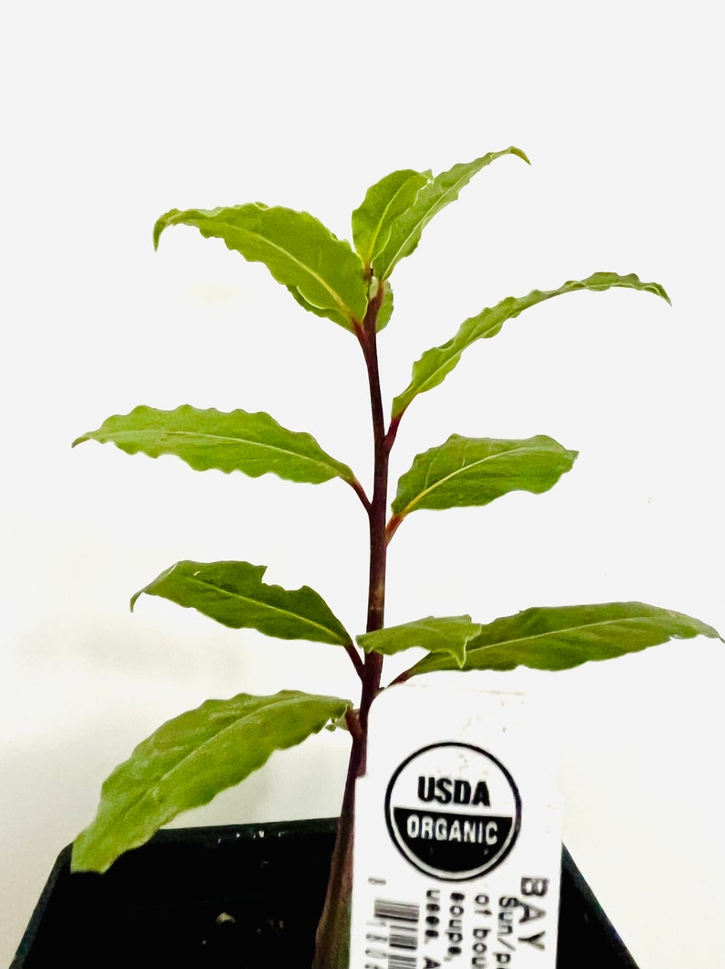 Op de afbeelding: Een jonge laurierplant met heldergroene bladeren en een donkerrode stengel. De plant is gelabeld met "USDA ORGANIC" en staat in een zwarte pot. De bladeren hebben een licht golvende rand.