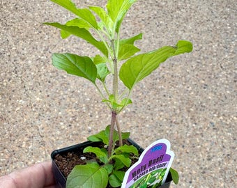 Organic Holly Basil Plant, Indian Krishna Tulsi, Purple tulasi, kaprao