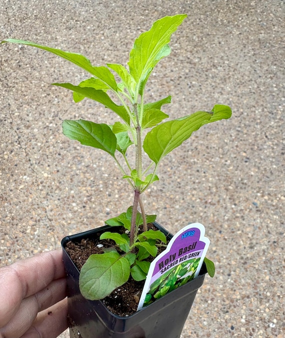 Organic Holly Basil Plant, Indian Tulsi,  tulasi, kaprao