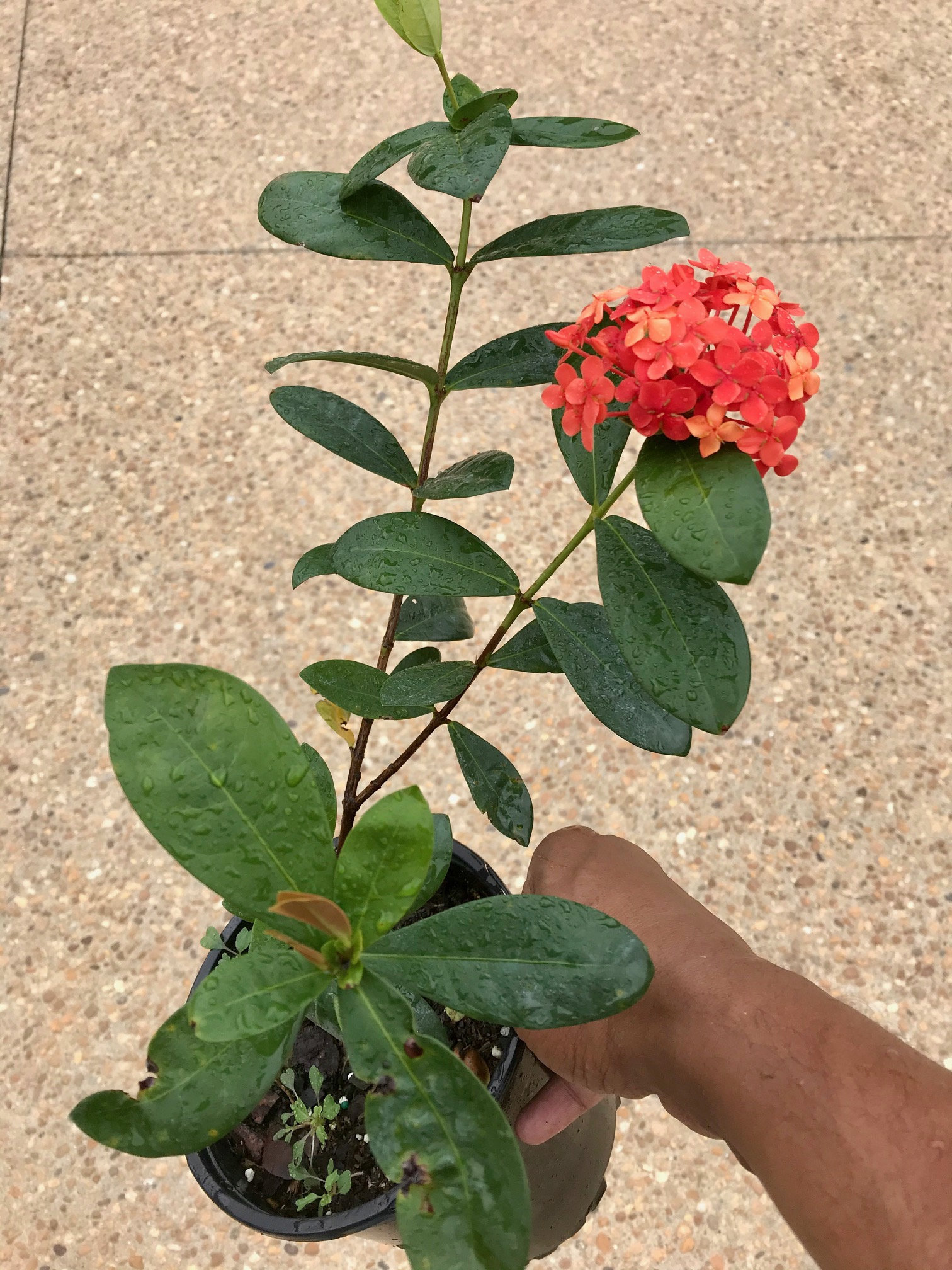 Buy Ixora Coccinea 1 Ft. Plant Red Yellow Free Ship W/o Pot. Online in  India - Etsy