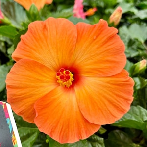 May include: A single orange hibiscus flower with a yellow center and red stamen. The flower is in full bloom and has a delicate, ruffled texture.