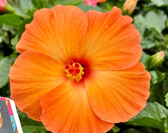 Hibiscus Live Plant, Orange varieties W buds/blooms, 1'-1.5' Mature plants, Free ship W/O Pot,