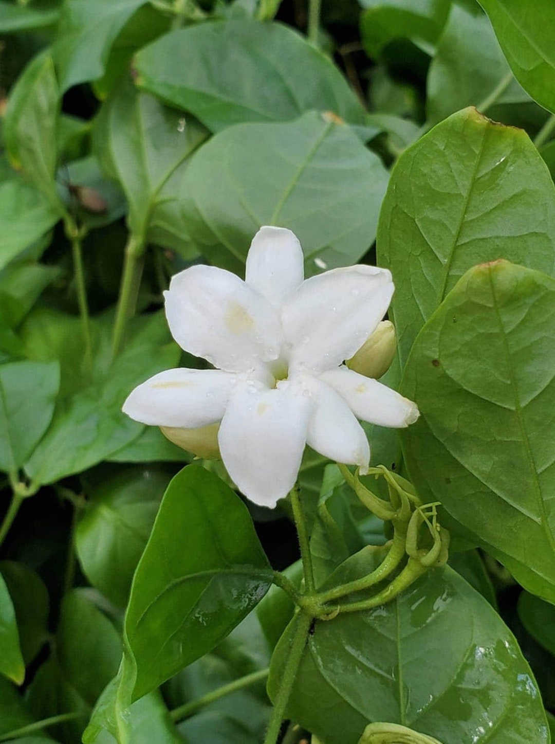 Arabian Tea Jasmine, Philippine Jasmine, 315 Plants, Maid of Orleans