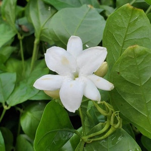 Arabian Tea Jasmine, Jasmine Sambac, Philippine Jasmine, Maid of Orleans, Mogra, Gundumalli,