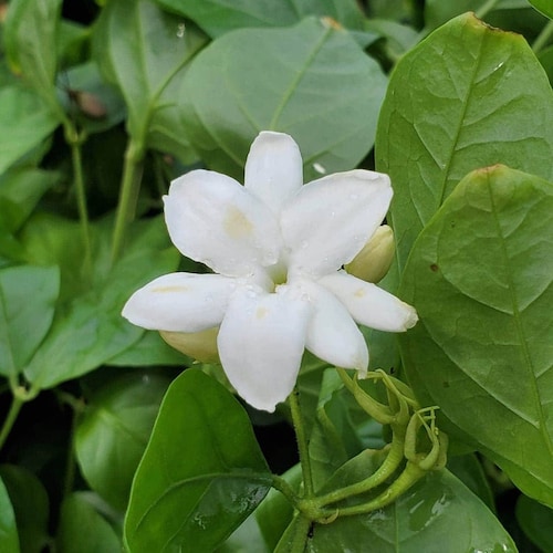 Arabian Tea Jasmine, Philippine Jasmine, 3"-15" Plants, Maid of Orleans, Jasmine Sambac, Mogra, Gundumalli,