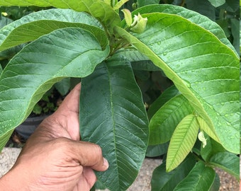 Fresh Guava Leaves, Hojas de Guayaba, Organic, Free shipping, Pesticide-Free