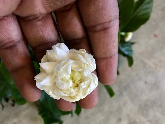 Grand Duke Jasmine Plant, Jasmine Sambac/ Rose Jasmine, Some With