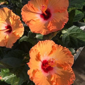 May include: Three orange hibiscus flowers with pink and red centers. The flowers are in full bloom and have a delicate, ruffled appearance. The flowers are surrounded by green leaves.