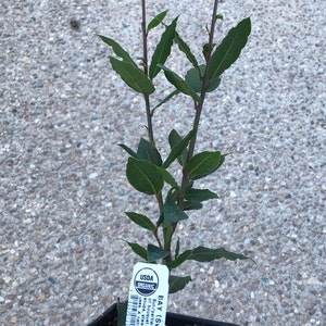 Op de afbeelding: Een kleine pot met laurierplant met heldergroene bladeren en donkere stelen. De plant heeft een USDA Organic label aan de pot. De plant staat in een zwarte vierkante pot.