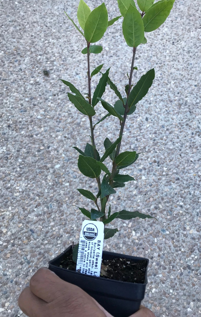 Op de afbeelding: Een kleine pot met laurierplant met heldergroene bladeren en donkere stelen. De plant heeft een USDA Organic label aan de pot. De plant staat in een zwarte vierkante pot.