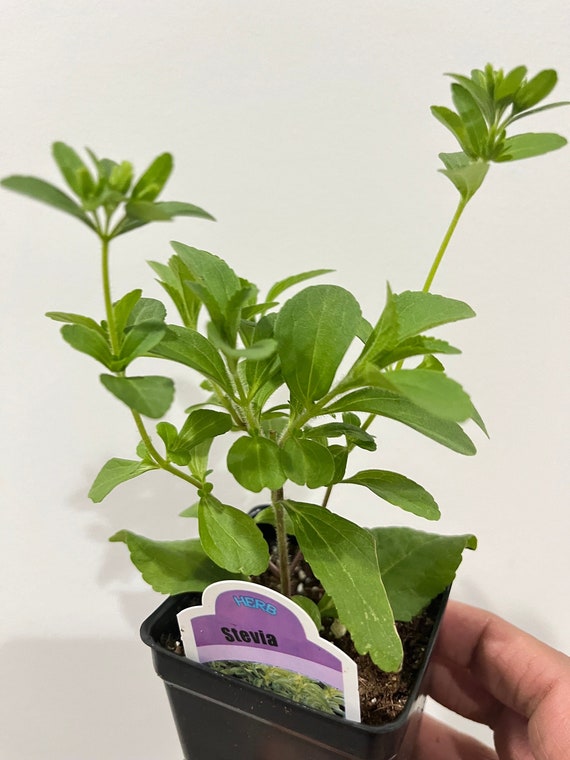 Sweetleaf Stevia Live plant, Organic, Free ship w/o pot