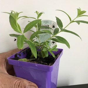 Lemon Verbena Plant, Aloysia Triphylla, USDA certified Organic, Herbal Plant, Free Ship w/o Pot