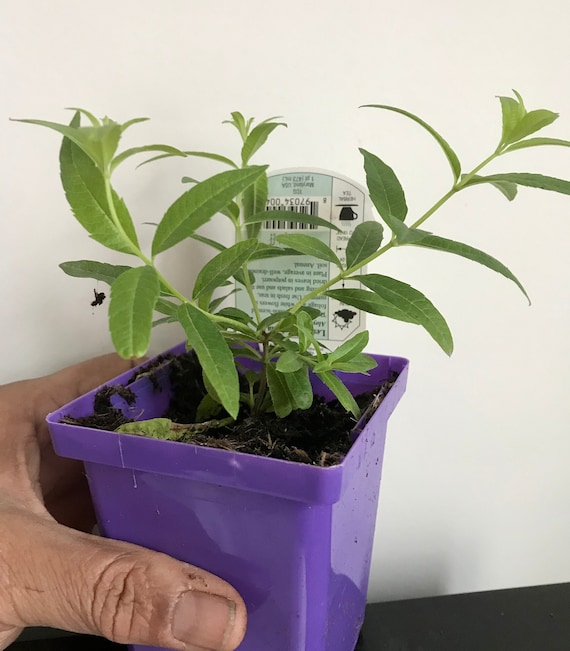 Lemon Verbena Plant, Aloysia Triphylla, USDA certified Organic, Herbal Plant, Free Ship w/o Pot