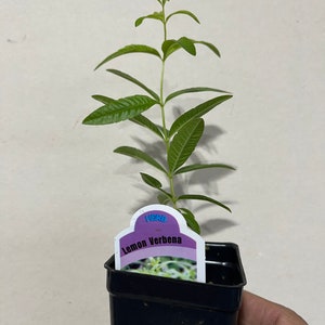Planta de verbena de limón, Aloysia Triphylla, orgánica certificada por el USDA, planta medicinal, envío gratis sin maceta. 1x plant in 2.5" Pot