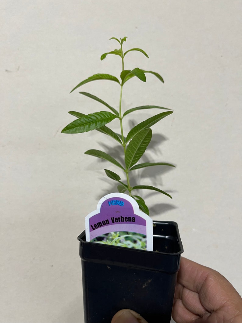 Planta de verbena de limón, Aloysia Triphylla, orgánica certificada por el USDA, planta medicinal, envío gratis sin maceta. 1x plant in 2.5" Pot
