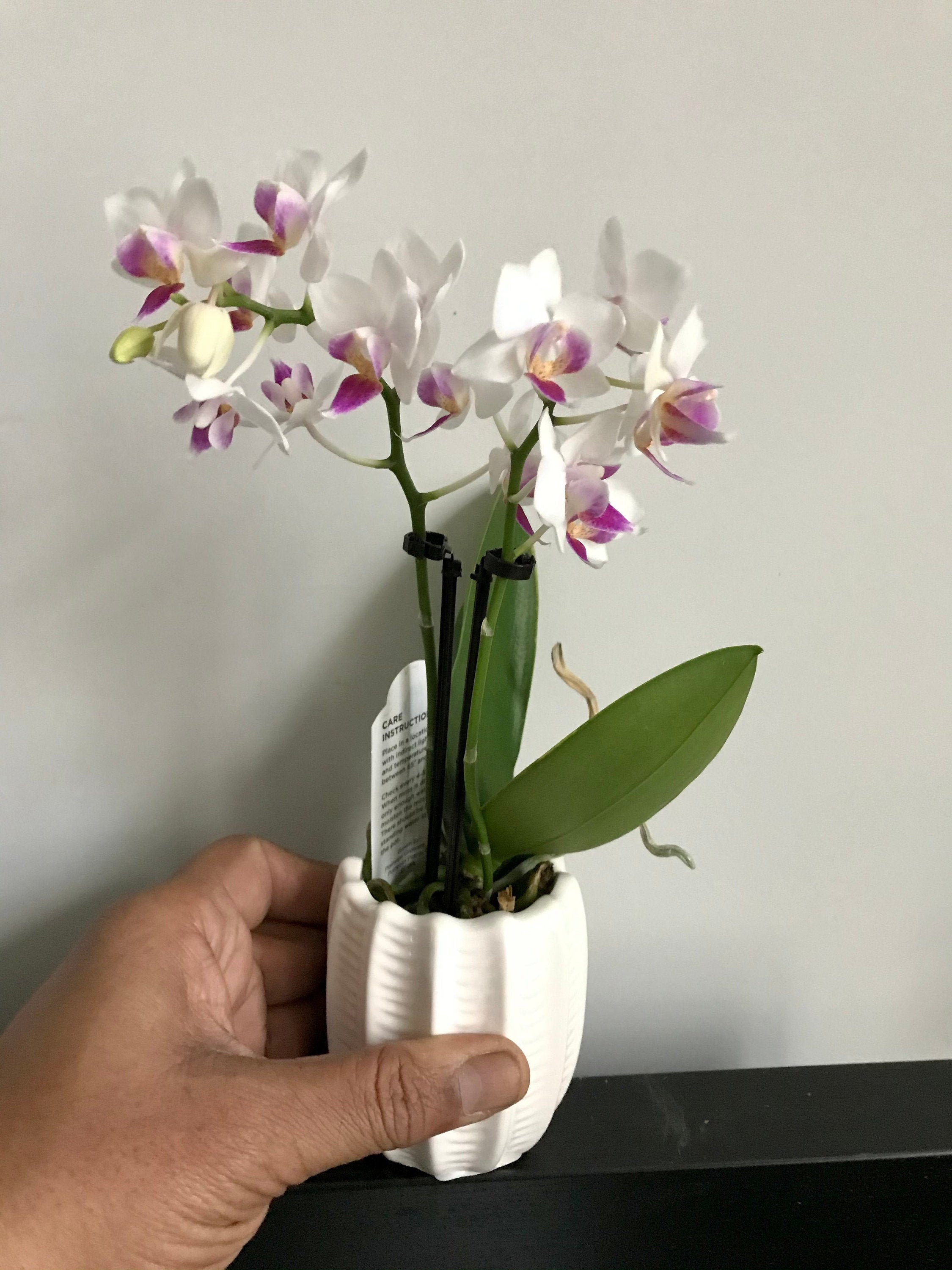 Orchid Live plant, Mini Orchid, assorted bloom color in 3" ceramic pot, Great Gift Idea!