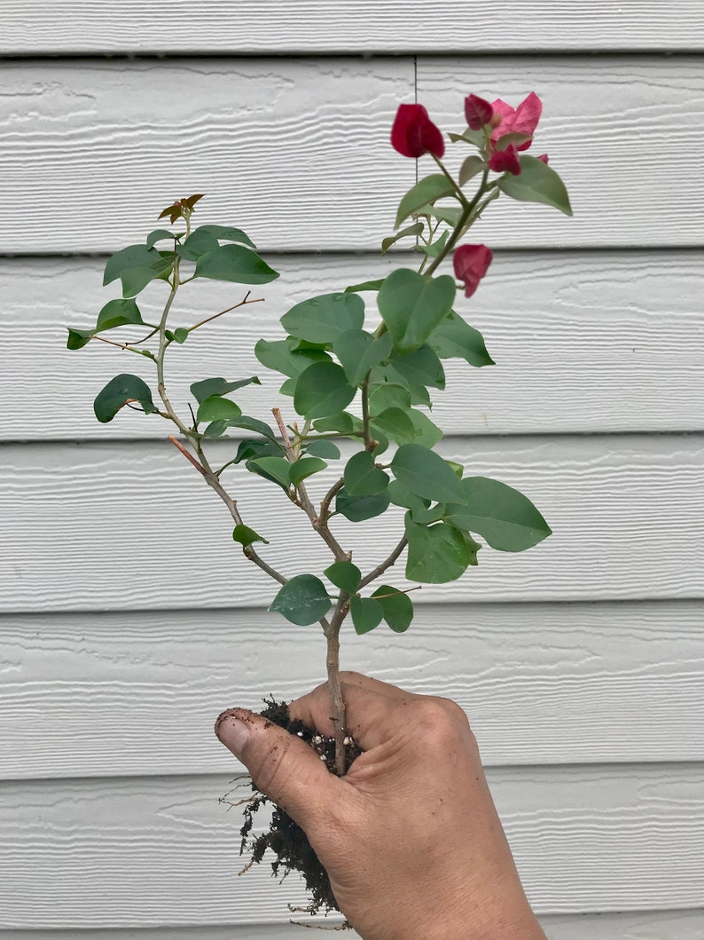 ONE/TWO Bougainvillea Plants, 1' to 2', Various Colors, Free ship W/O Pot image 2
