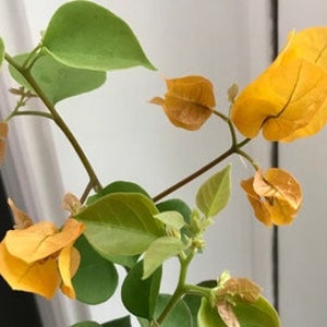 ONE/TWO Bougainvillea Plants, 1' to 2', Various Colors, Free ship W/O Pot Yellow