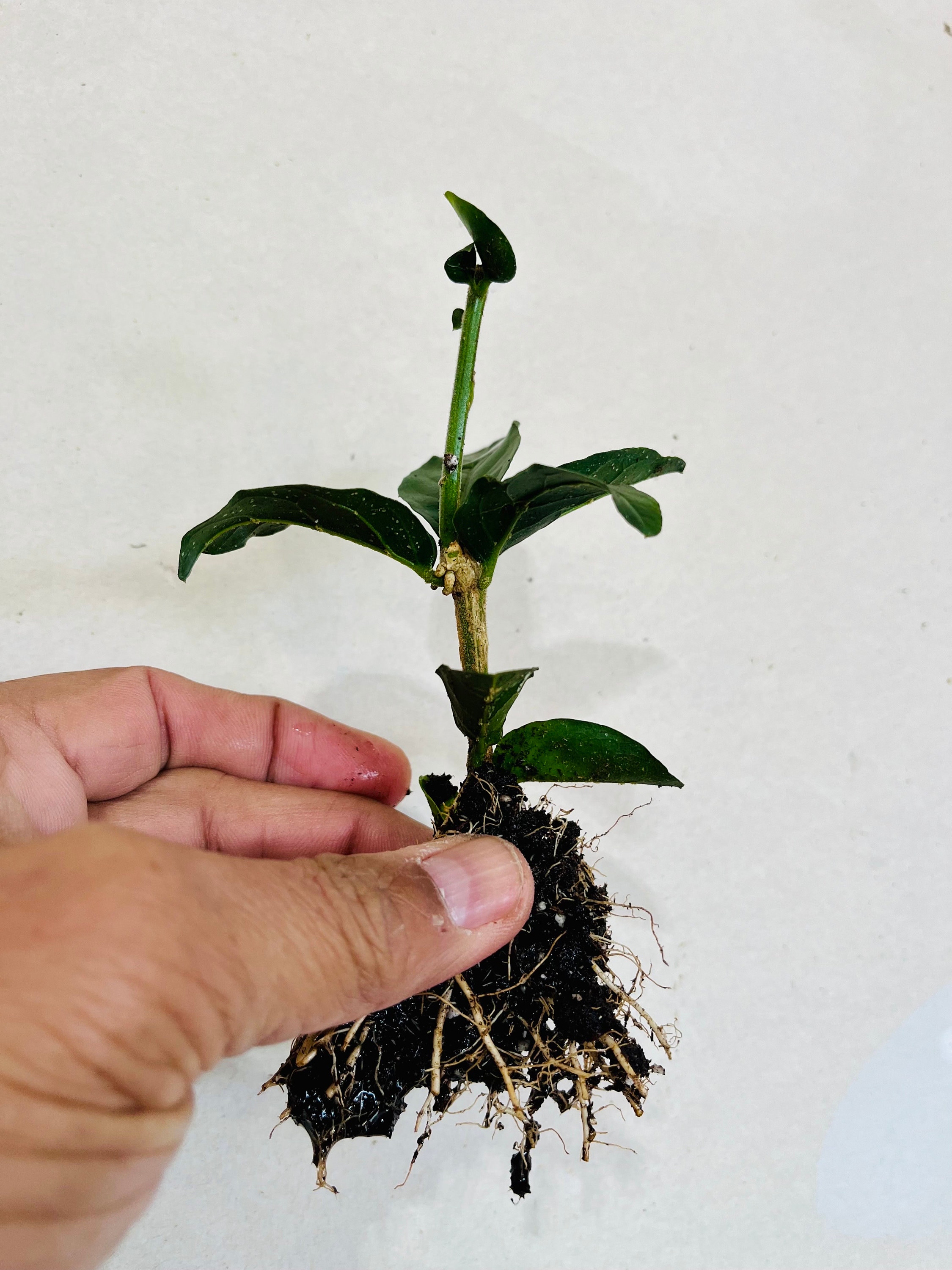 Grand Duke Jasmine Plant, Jasmine Sambac/ Rose Jasmine, Some With