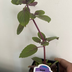 May include: A potted African Blue Basil plant with green leaves and purple stems. The plant is in a black plastic pot, and a label identifies it as Basil 'African Blue'. The plant is held by a hand.